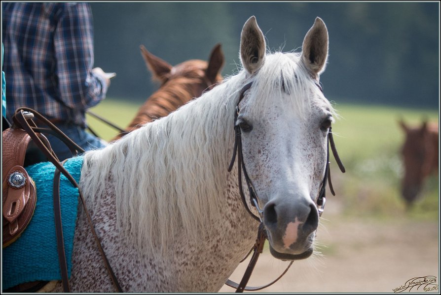 MP Stable45